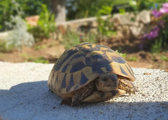 Stone House Rosuja Ivanje