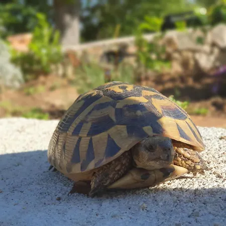 Stone House Rosuja Ivanje