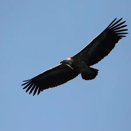 别墅 Stone House Rosuja *